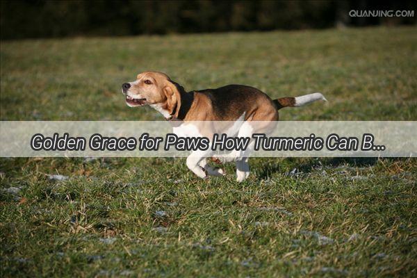 Golden Grace for Paws How Turmeric Can Boost Your Dogs Health